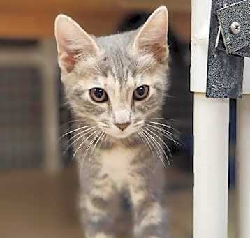 Photo of Kitten 26934 (Shimmer)