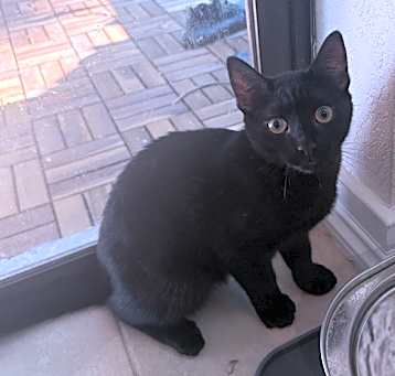 Photo of Koru