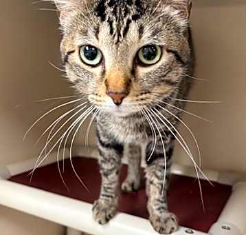 Photo of Ozzy (tabby)