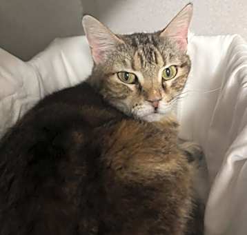 Photo of Cinnabun