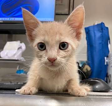 Photo of Kratos