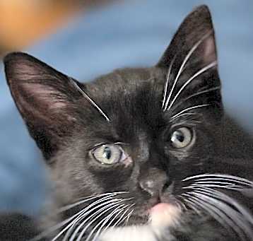 Photo of Wild Thing