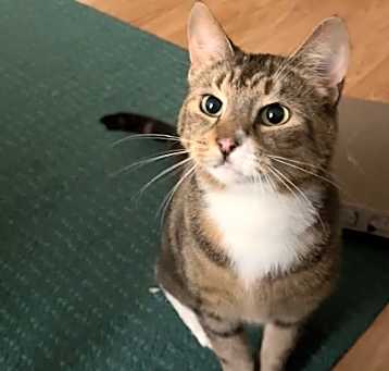 Photo of Brie