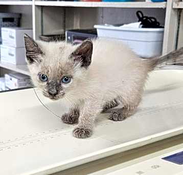 Photo of Echo