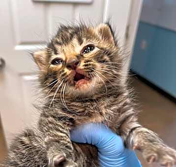 Photo of SVAS-Stray-37078