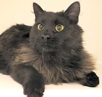 Photo of Alonzo
