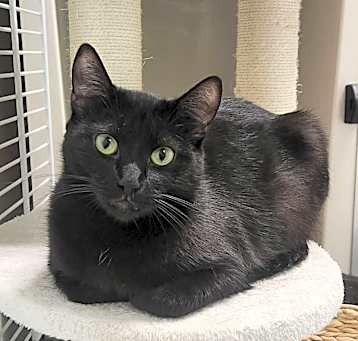 Photo of Misty