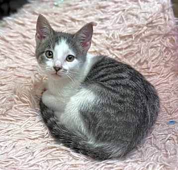 Photo of Waffles