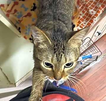 Photo of Leia (Tipsy Tabby)