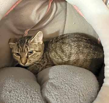 Photo of Lulu Bell (In Foster)