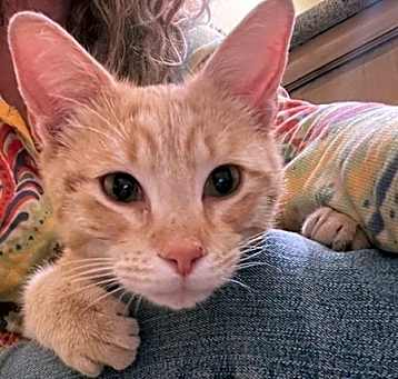 Photo of Hank