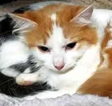 Photo of Lacey