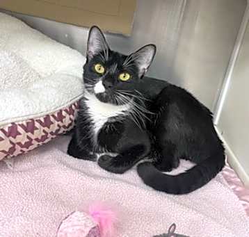 Photo of Sesame