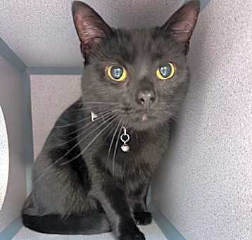 Photo of Onyx