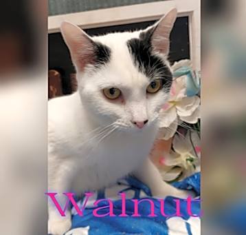 Photo of Walnut