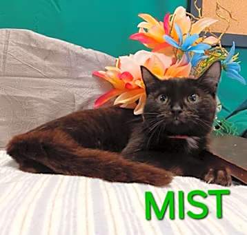 Photo of Mist