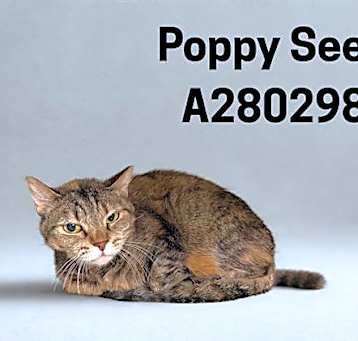 Photo of POPPY SEED