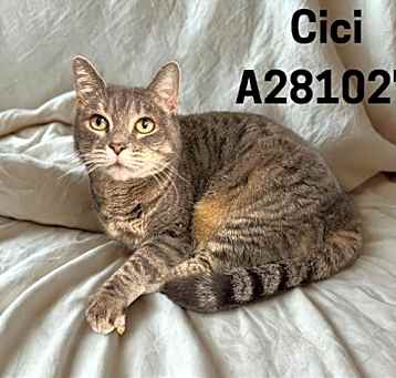 Photo of CICI