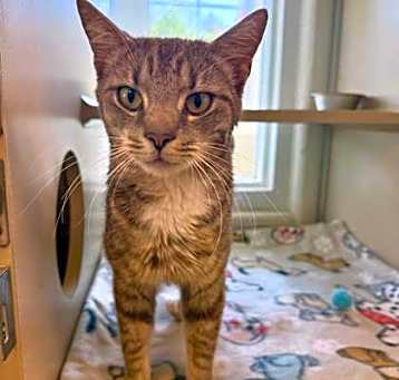 Photo of Punky Mewster