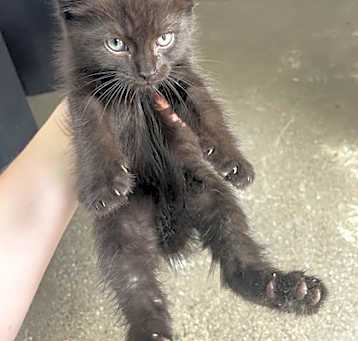 Photo of Sassy