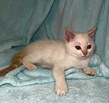 Photo of Golden