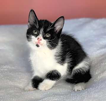Photo of Pawllywood