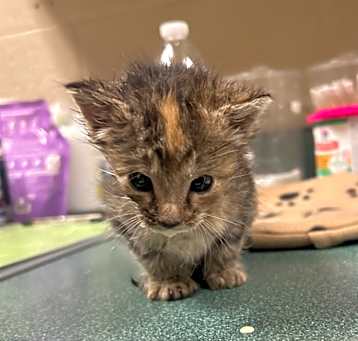 Photo of Pepper