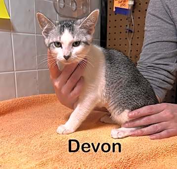 Photo of Devon