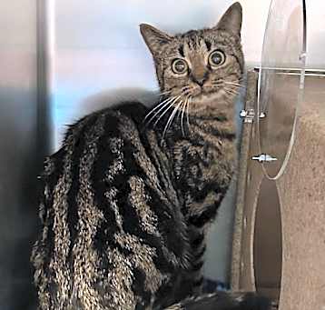 Photo of Tigerlily
