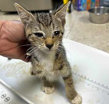 Photo of Epsom Salt -Adoptable Awaiting S/N