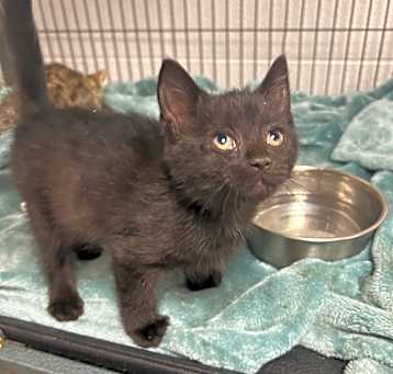 Photo of Dr. Teal - Adoptable Awaiting S/N
