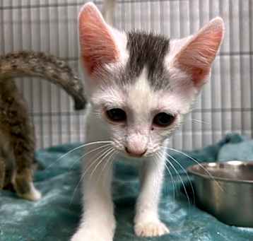Photo of Mary Kay - Adoptable Awaiting S/N