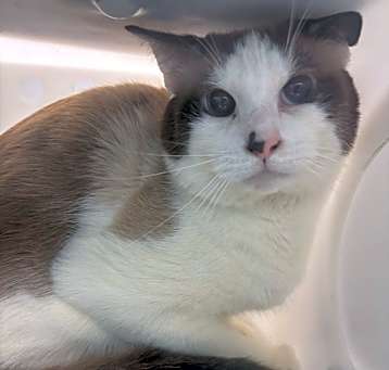 Photo of Simba