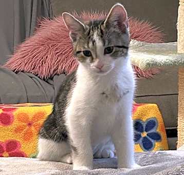 Photo of Clover