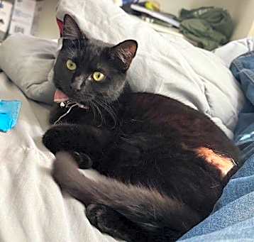 Photo of Sparkles