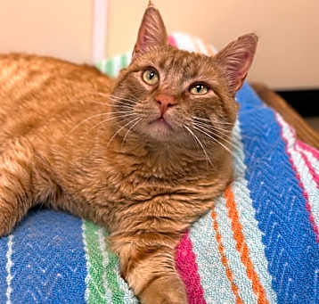 Photo of Orange Julius