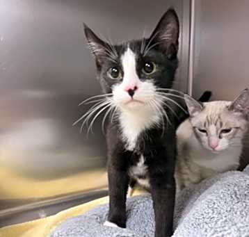 Photo of Figaro