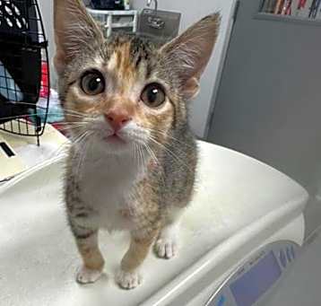Photo of Lala