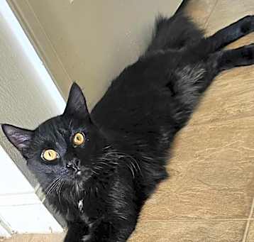 Photo of Vader