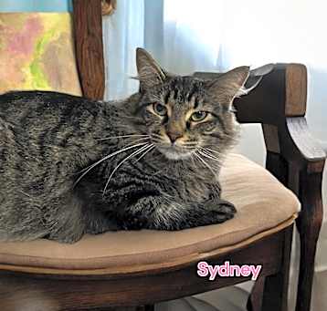 Photo of Sydney