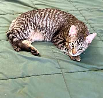 Photo of Toulouse