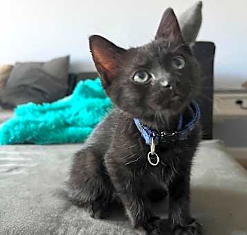 Photo of Sparkle (and Tinsel)