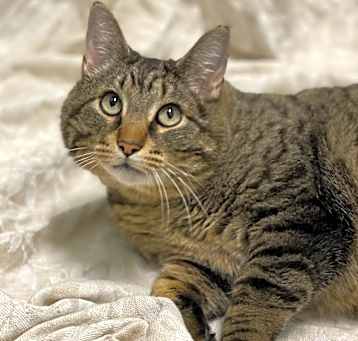 Photo of Tiger