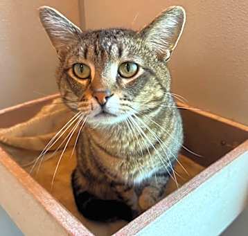Photo of Benji