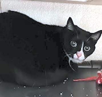 Photo of Stella