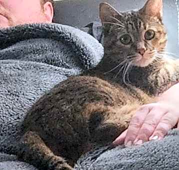 Photo of Fearghus - (Front Paw Declawed)
