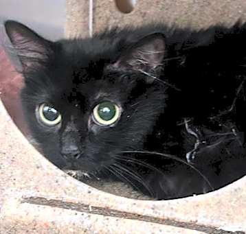 Photo of Midnight