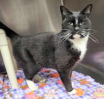 Photo of Pipsqueak