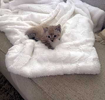 Photo of Lilli