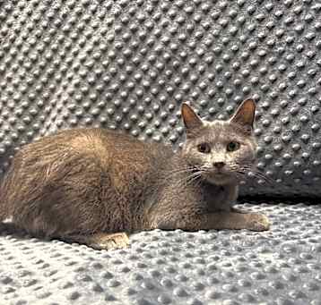 Photo of Lila
